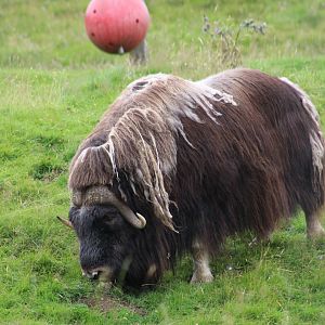 Barren Ground Muskox