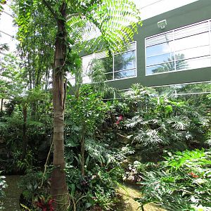 Butterfly Rainforest Panorama 1