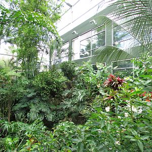 Butterfly Rainforest Panorama 2
