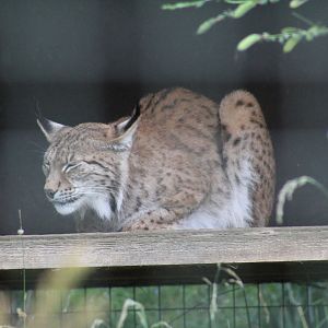 Eurasian Lynx