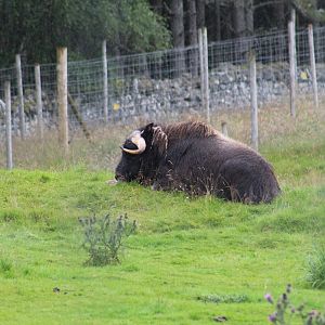 Greenland Muskox