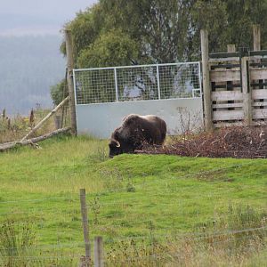 Hybrid Muskox Calf