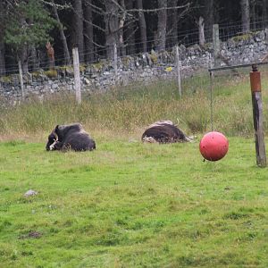 Female Muskox and Calf