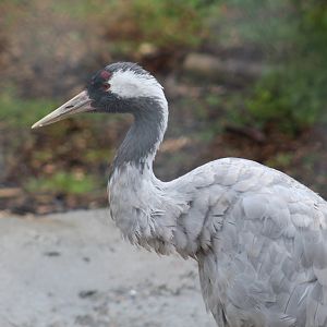 Common Crane