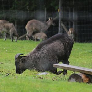Himalayan Tahr