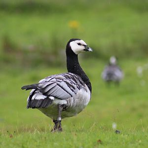 Barnacle Goose