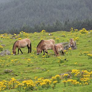 Przewalski's Wild Horses