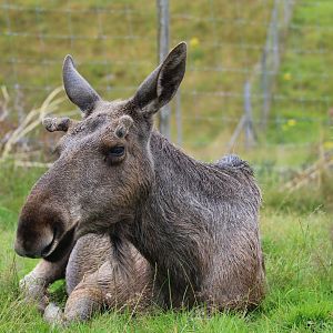 European Moose
