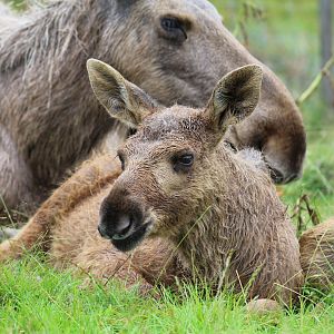 European Moose Calf