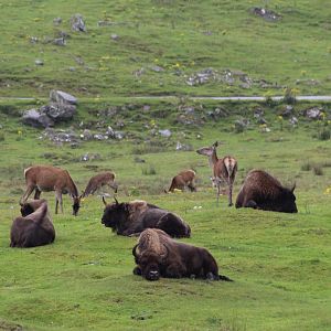 Lowland European Bison and Scottish Red Deer