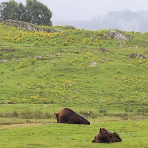 Lowland European Bison