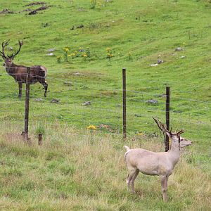 Scottish Red Deer and Bactrian Deer