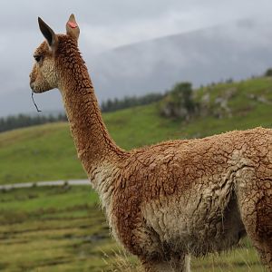 Chilean Vicuña