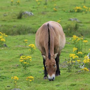 Przewalski Wild Horse