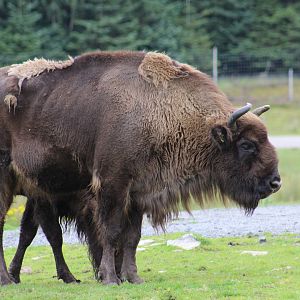 Lowland European Bison