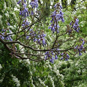 Foxglove tree, May 2017