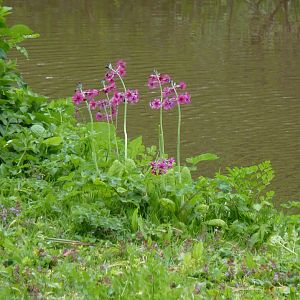 Orangutan island, May 2017