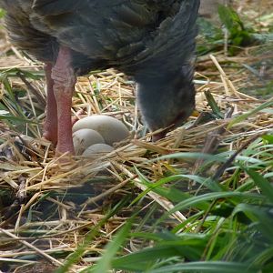 Southern Screamer nest, May 2017