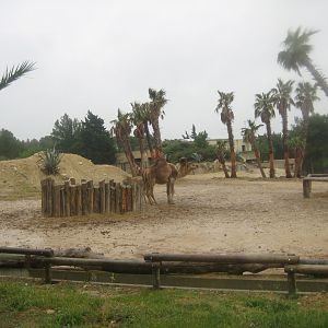Reserve Africaine de Sigean - Dromedary exhibit