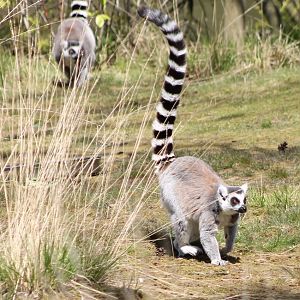 Ring-tailed lemur