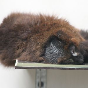 Red-bellied lemur