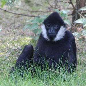 Northern white-cheeked gibbon