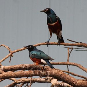 Superb starlings
