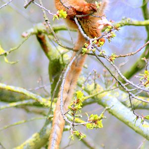 Sclater's (blue-eyed) Lemur; Africa Alive; 1st May 2017