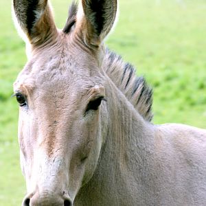 Somali wild ass; Africa Alive; 1st May 2017