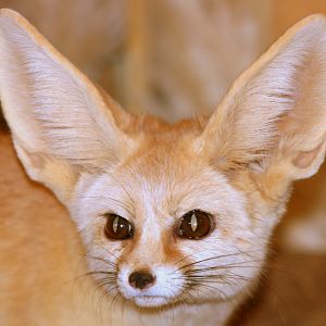 Fennec fox; Africa Alive; 1st May 2017