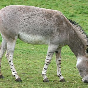 Somali wild ass; Africa Alive; 1st May 2017