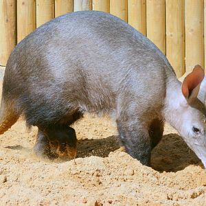 Aardvark; Africa Alive; 1st May 2017