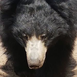 Sloth Bear