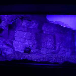 May. 2017 - Night Hunters - 75 % of Aardwolf Exhibit