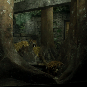 May. 2017 - Night Hunters - Malayan Tiger Cub Exhibit