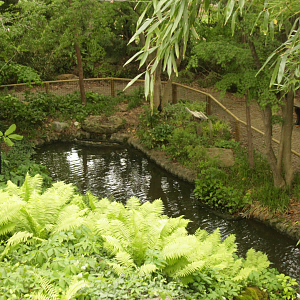 May. 2017 - Japanese Giant Salamander Exhibit (Not Accessible to Guests)