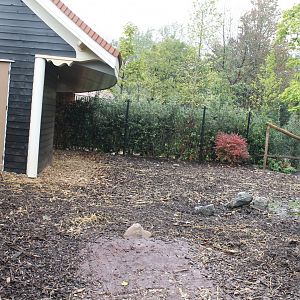 Stable and Enclosure Red river hog