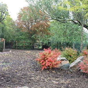 Enclosure Red river hog