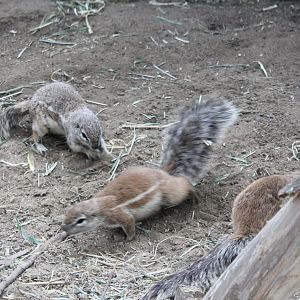 Cape ground squirrels