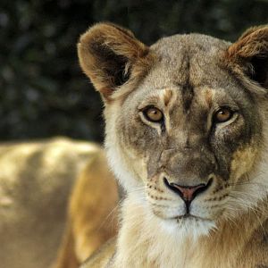 May. 2017 - Africa - Lion - Imani