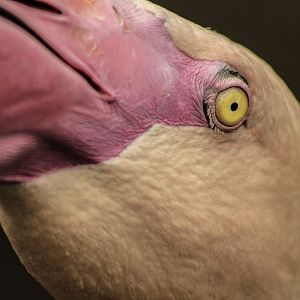 May. 2017 - Africa - Greater Flamingo Closeup