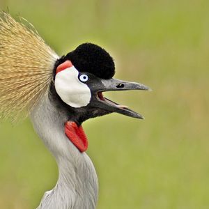 May. 2017 - Africa - Grey Crowned Crane