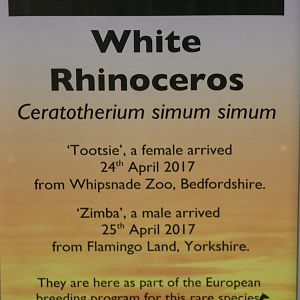 White Rhinoceros Movement Sign; Africa Alive; 1st May 2017
