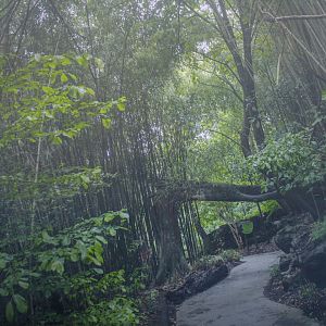 May. 2017 - Misty Jungle Trails