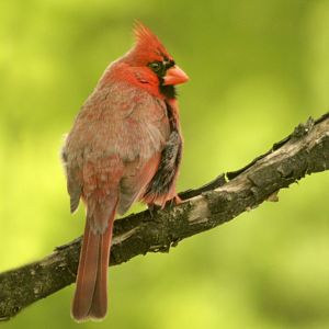 May. 2017 - Northern Cardinal