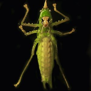 May. 2017 - World Of The Insect - Rhinoceros Katydid