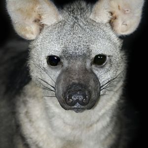 May. 2017 - Night Hunters - Aardwolf