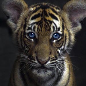 May. 2017 - Night Hunters - Tiger Cub