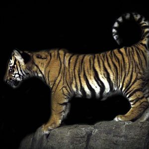 May. 2017 - Night Hunters - Tiger Cub