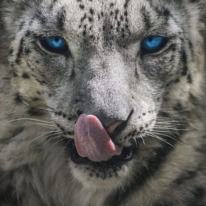 May 2017 - Cat Canyon - Snow Leopard - Renji